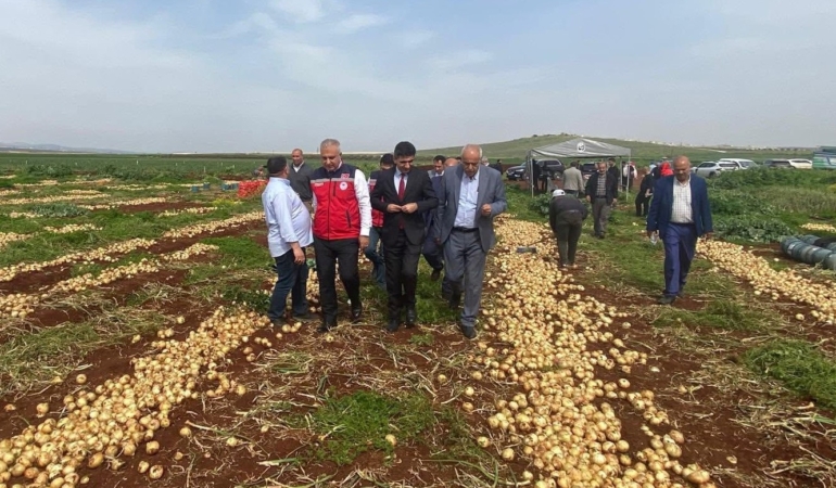 Reyhanlı’da ilk soğan hasadı yapıldı
