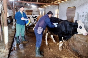 hayvan veteriner