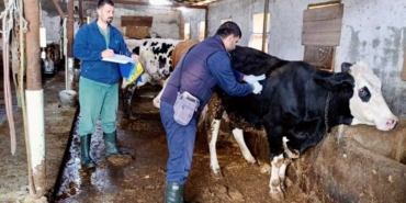 hayvan veteriner