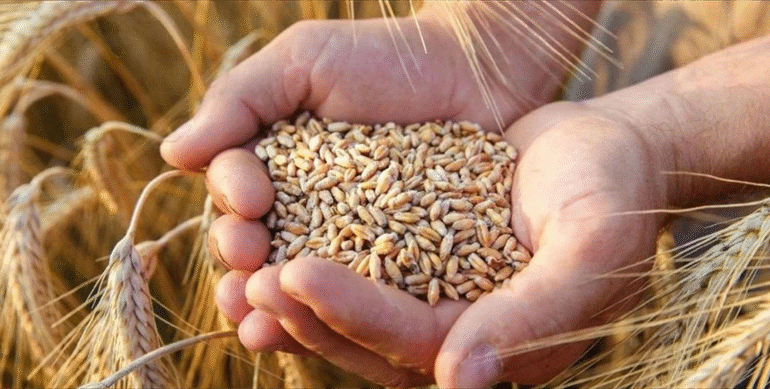 buğday