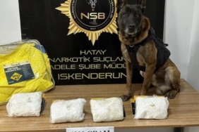 polis köpeği