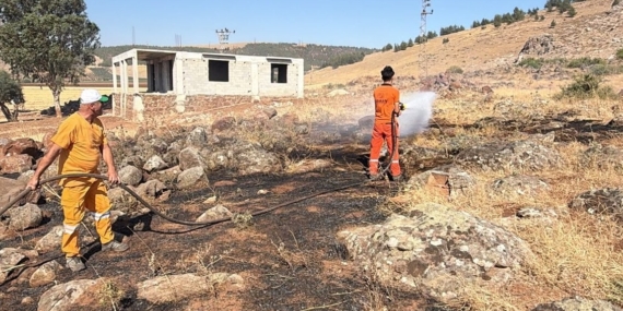 anız (1)